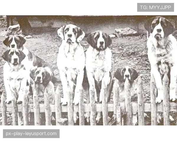 圣伯纳犬:瑞士雪山救援的活传说,圣伯纳犬头瑞士优质印记 圣伯纳犬:瑞士雪山救援的活传说,圣伯纳犬头瑞士优质印记